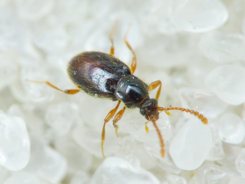 Scydmaenidae Leach, 1815